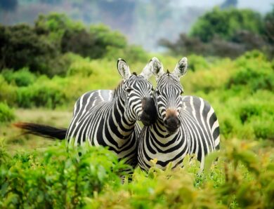 Safari en Tanzanie : parcs, période idéale, budget et organisation