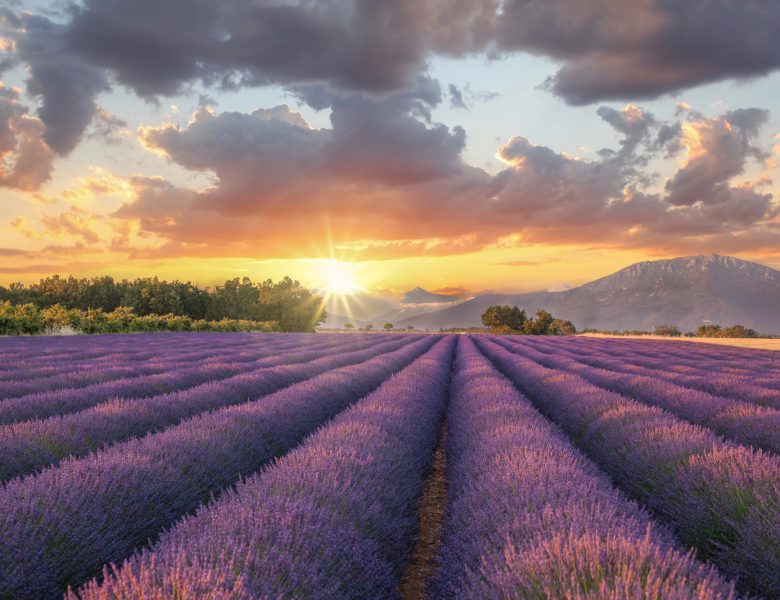 Route de la lavande : itinéraire, dates de floraison, meilleurs spots