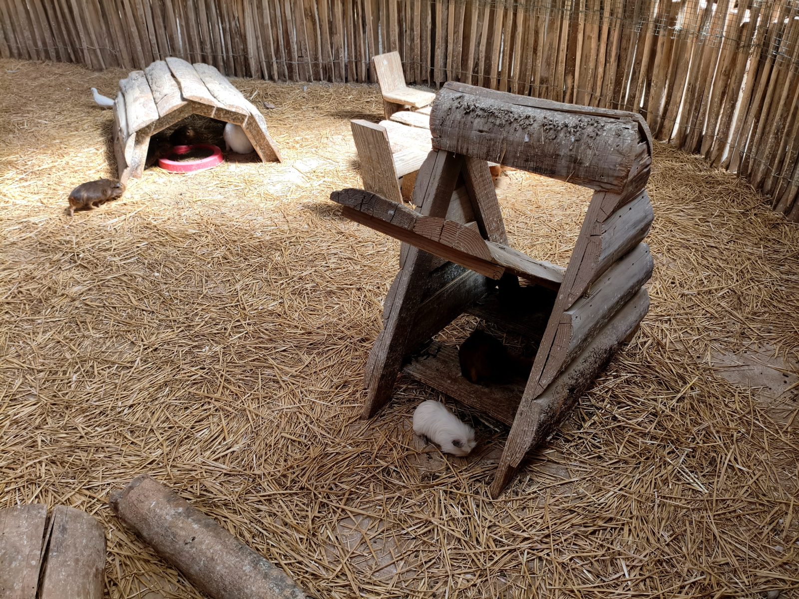 Cochons d'Inde en liberté dans leur enclos de la petite ferme de Jacques au parc de l'Auxois
