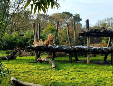 Zoo de La Flèche en famille : deux jours et une nuit face aux lions