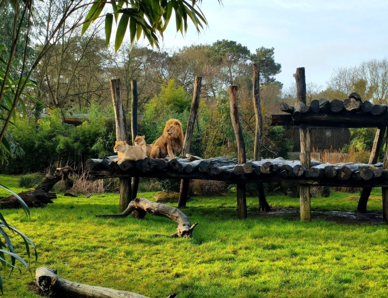 Zoo de La Flèche en famille : deux jours et une nuit face aux lions