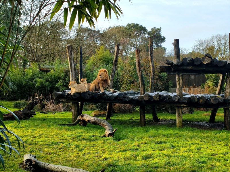 Zoo de La Flèche en famille : deux jours et une nuit face aux lions