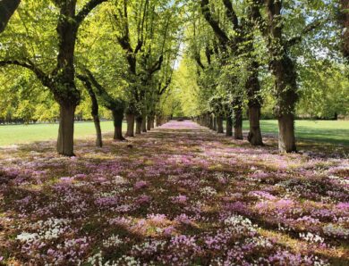 Fête des cyclamens au château de Sainte-Pallaye : notre dimanche en famille dans l&rsquo;Auxerrois