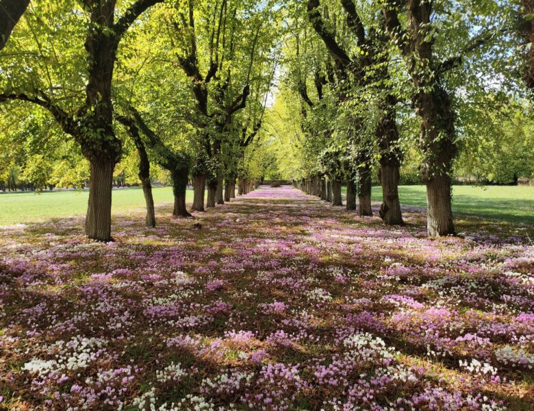 Fête des cyclamens au château de Sainte-Pallaye : notre dimanche en famille dans l&rsquo;Auxerrois