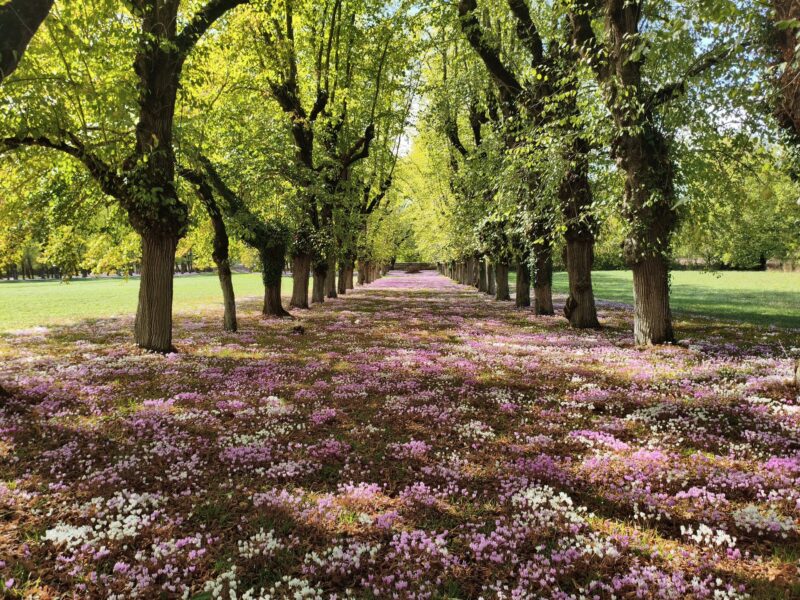 Fête des cyclamens au château de Sainte-Pallaye : notre dimanche en famille dans l'Auxerrois
